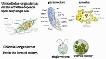 cellular organization| 9 class biology | lecture # 10 | Introduction to biology | chapter # 1