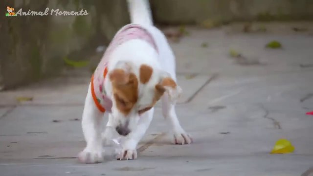 Cute Little Animals - Dog, Cat, Chicken, Elephant, Cow, Tortoise - Animal Sounds