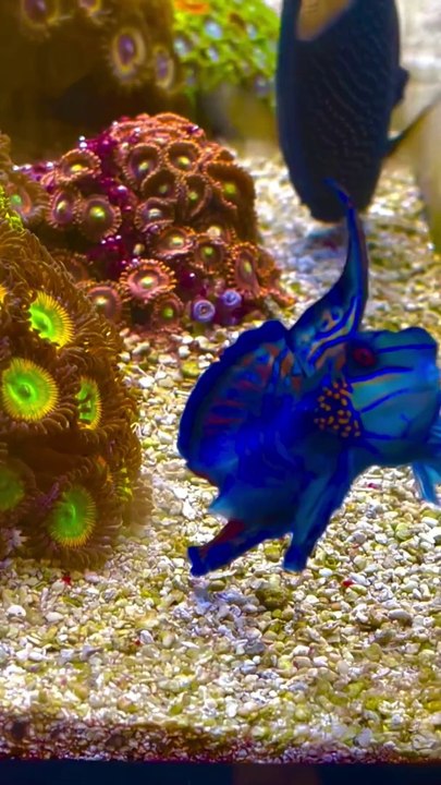 Marine fishes