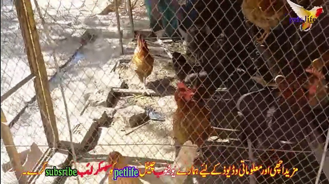 petslife