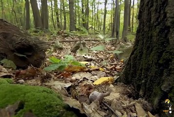 video_1720803562597(540p)