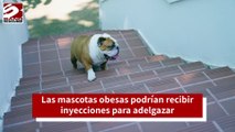 Las mascotas obesas podrían recibir inyecciones para adelgazar