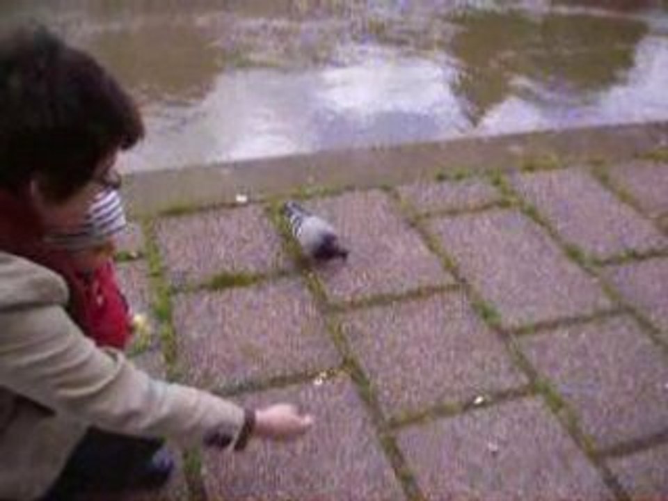 Pigeons 1