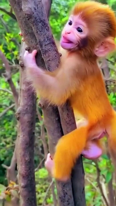 Baby of Monkey 
