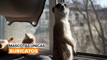 Mascotas únicas: suricatos