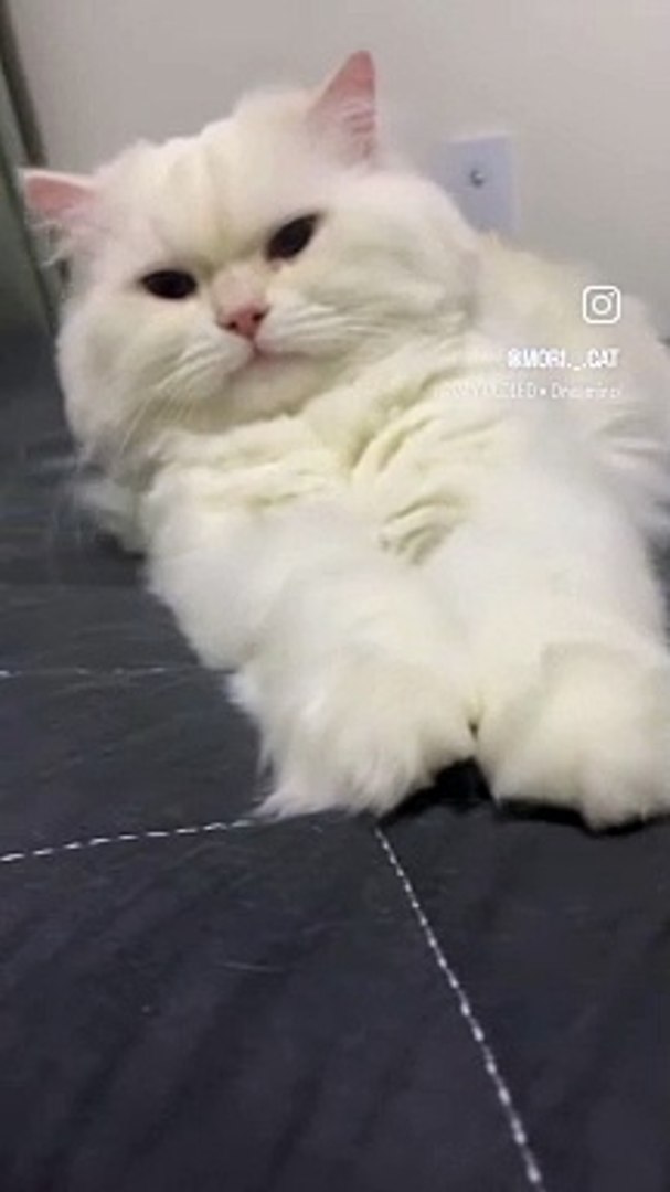 Cute cat/cute baby cat/naughty cat