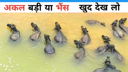 अकल बड़ी या भैंस | buffalo | भैंस |