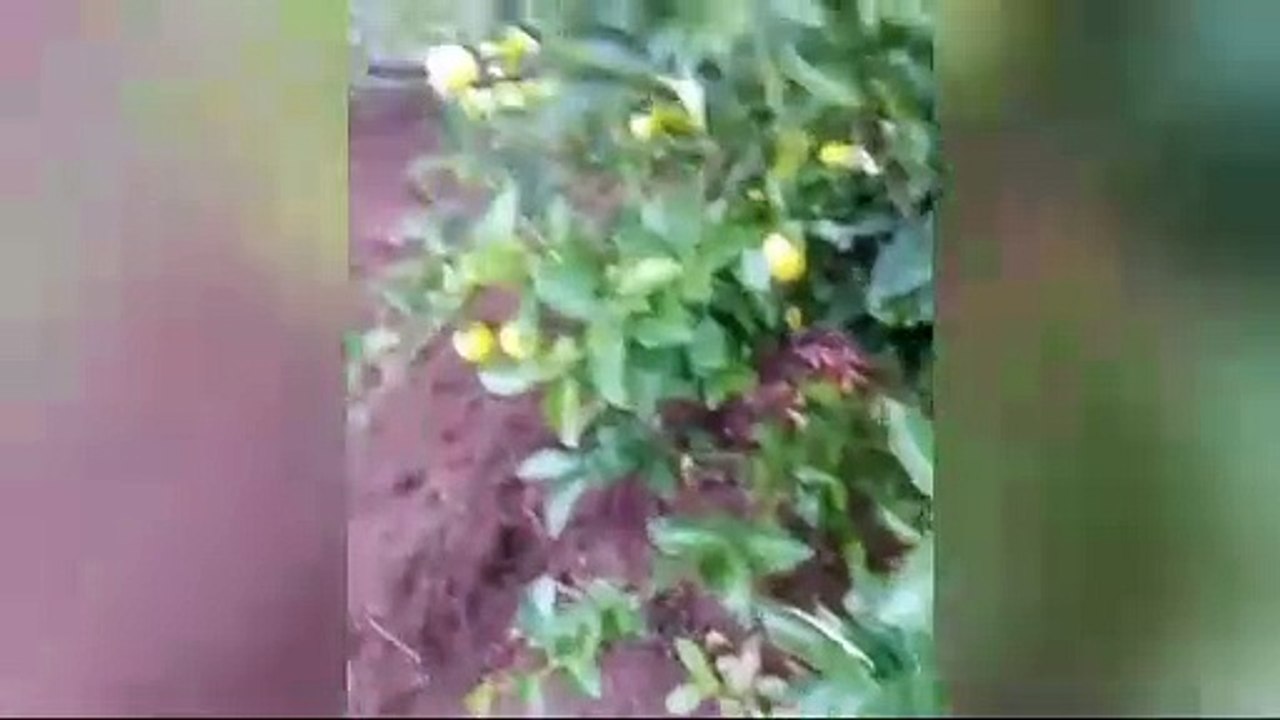 VALLES CRUCEÑOS AFECTADOS POR LAS NEVADAS Y HELADAS