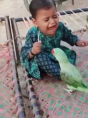 Parrot_Cute_Baby_Se_Tofi_Cheen_Rha_Hie_#cutebaby_#parrot_#shorts(480p)