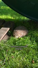 Photographer Feeds and Shoots Video of Hedgehog He Found in Backyard