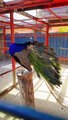 peacock bird danceing