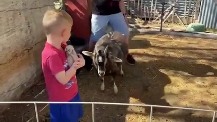 Funniest Animals 2024  Best Funny Cats and Dogs | Cute Baby Dogs