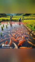 Rice fish culture in Urdu Hindi | #biologyfacts #sciencefacts  #shorts #viral #viralvideo