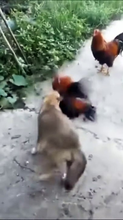 Funny animal 