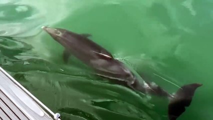 A pod of Dolphins spotted in the Solent - video by David Royall