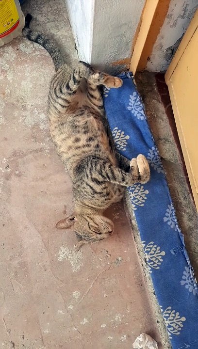 Cat sleeping prank