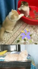 Kittens fight and cat Mom waiting for them