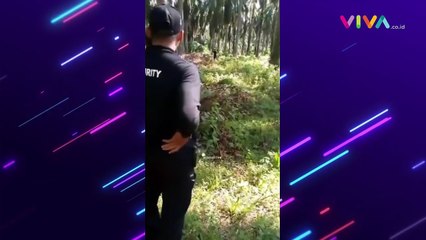 VIDEO Brimob Tembak 2 Warga Usai Panen Buah