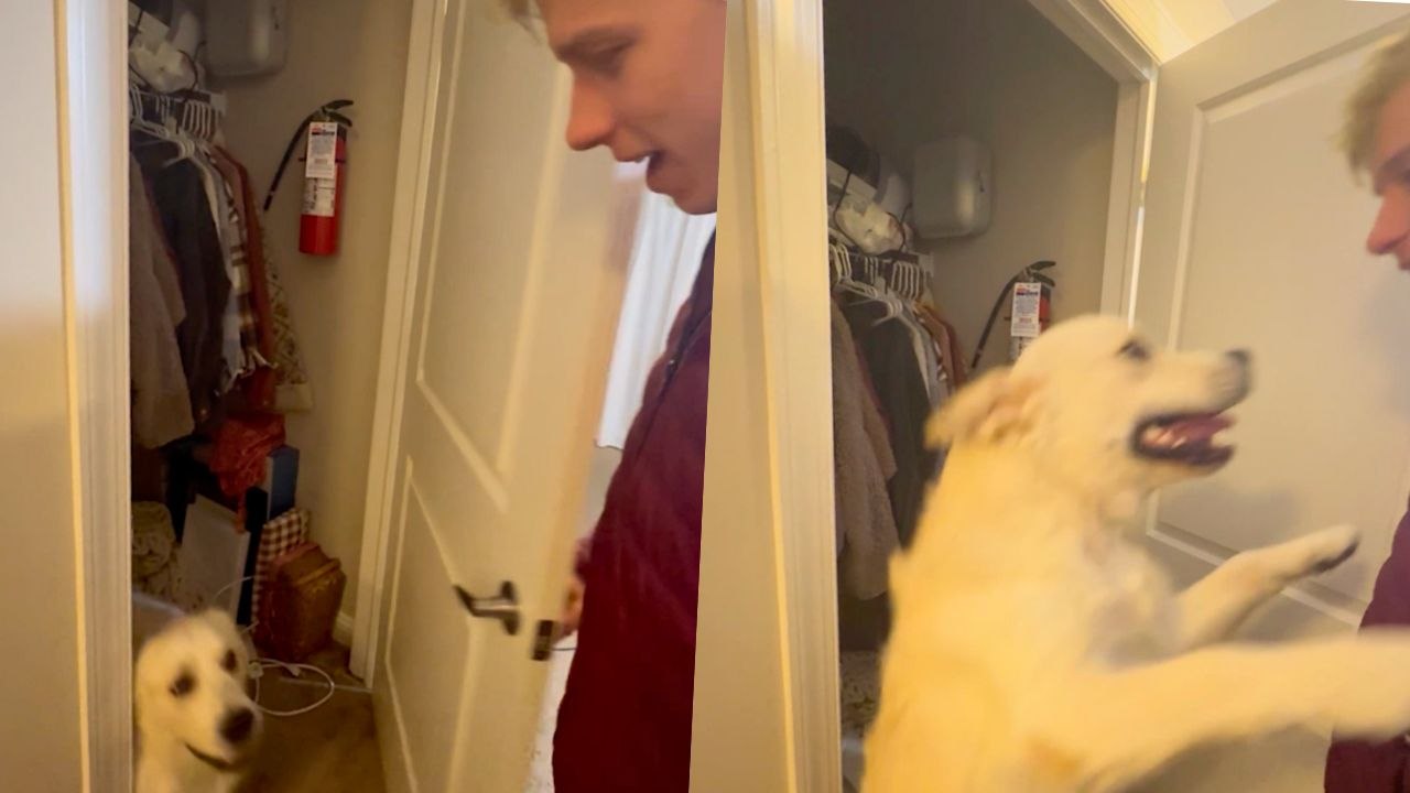 Dog Loves 'Hiding' In Closet To Jump Out On Owner Like They've Just Come Home | Happily TV