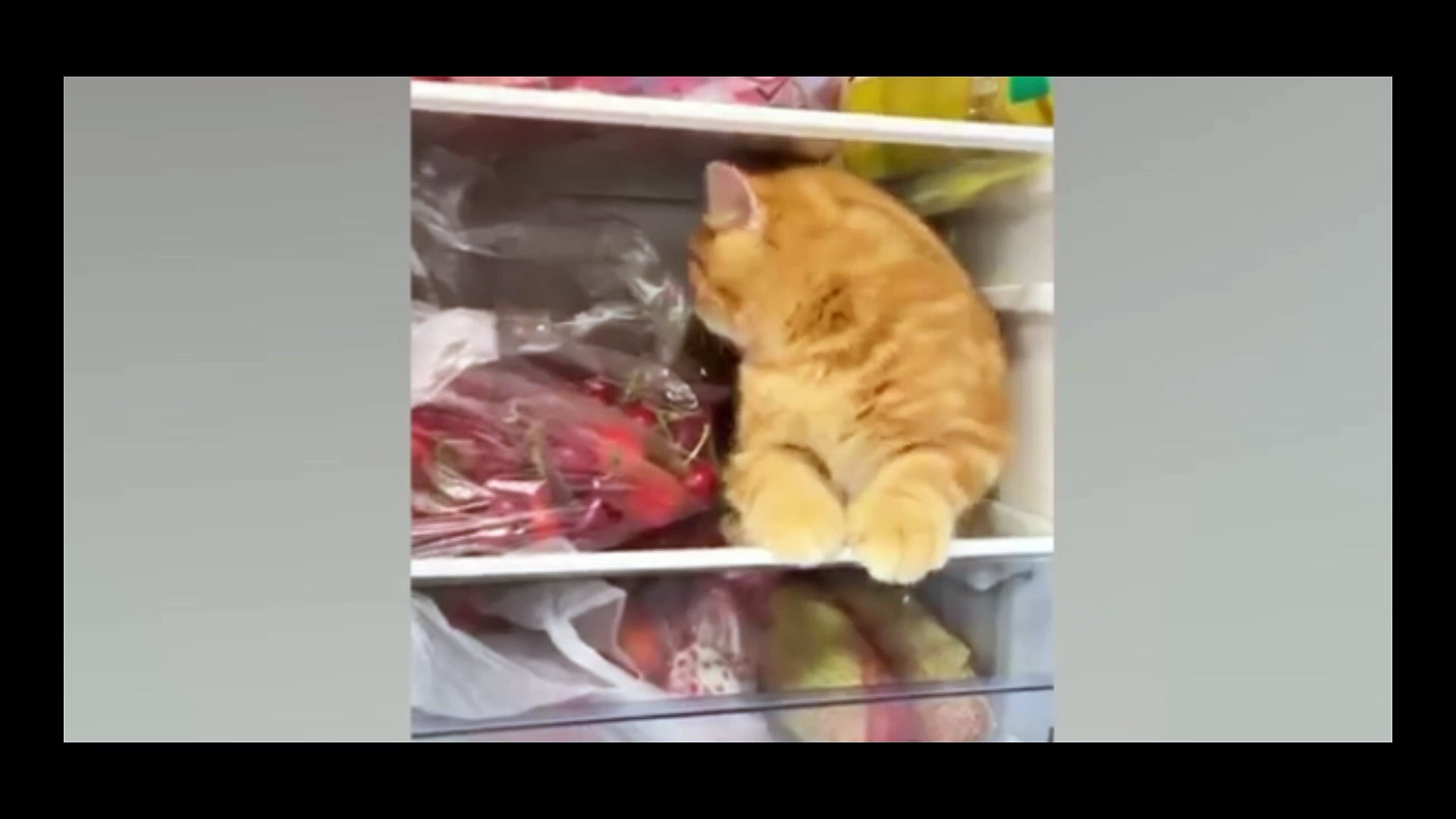 Funny Animals and pets
