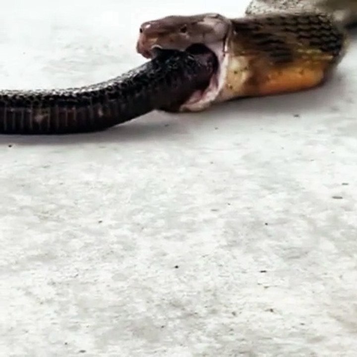 Snake