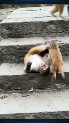 Fun with monkeys #fun #animals