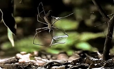 Gladiator Spider: The Hunter That Throws Sticky Webs!