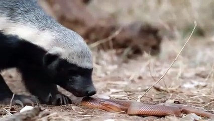 Honey Badger vs. Unlucky Snake: A Wildlife Encounter!