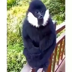 White-cheeked Crested Gibbons: Intricate Sound Communication!