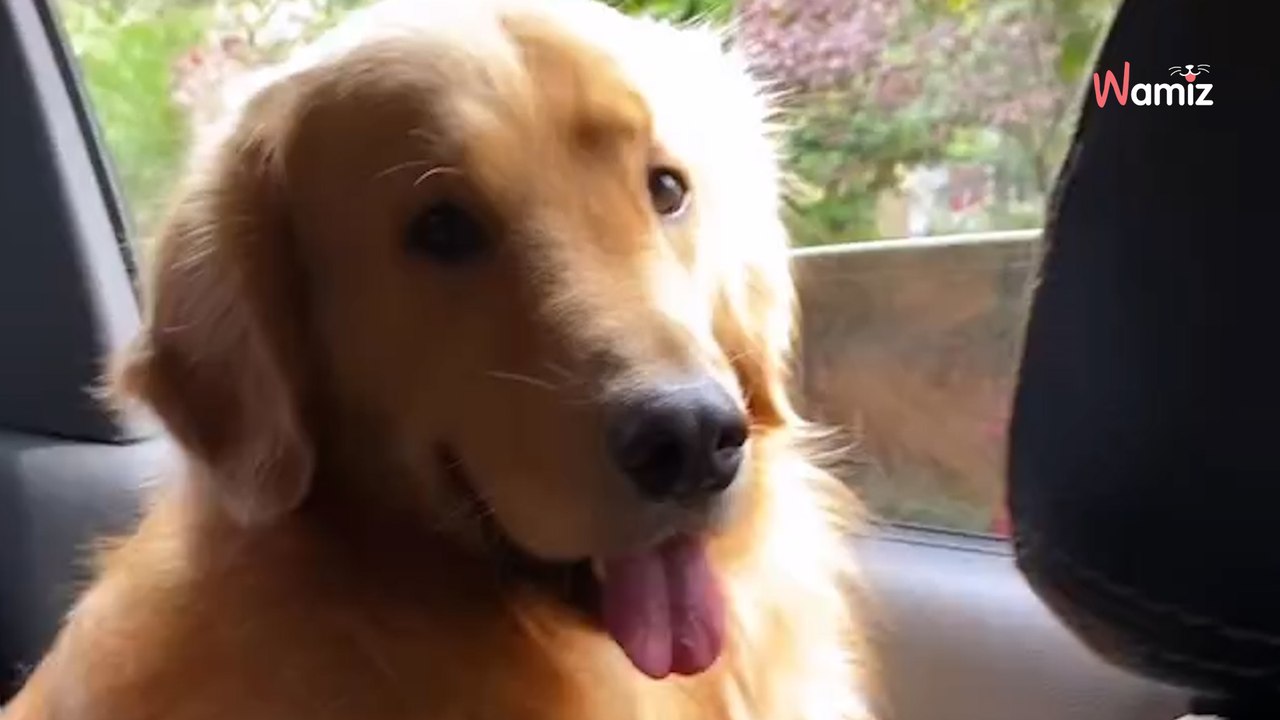 Combien de temps faudrait-il à votre chien pour vous oublier ? Vous ne pouvez pas imaginer la réponse !