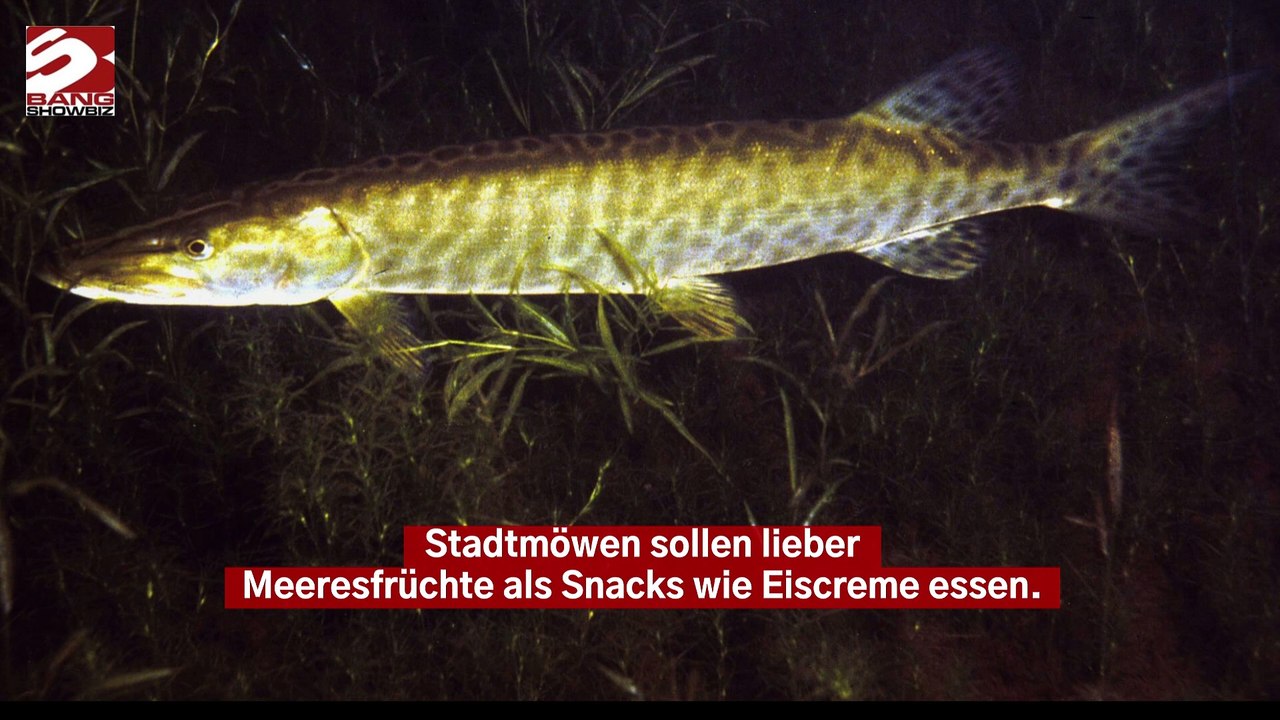 Stadtmöwen essen lieber Meeresfrüchte als Snacks von Menschen
