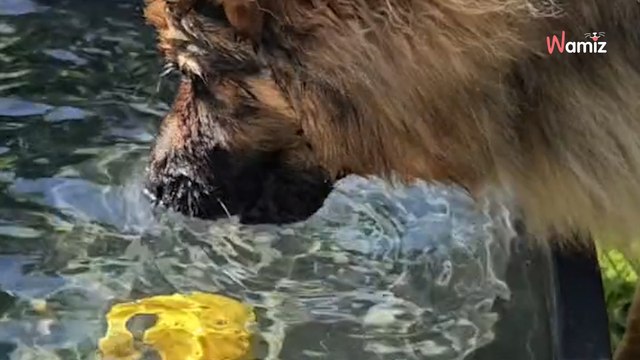 Owczarek niemiecki próbuje wyciągnąć piłkę z wody. Jego zmagania ubawiły 3,3 mln osób (video)