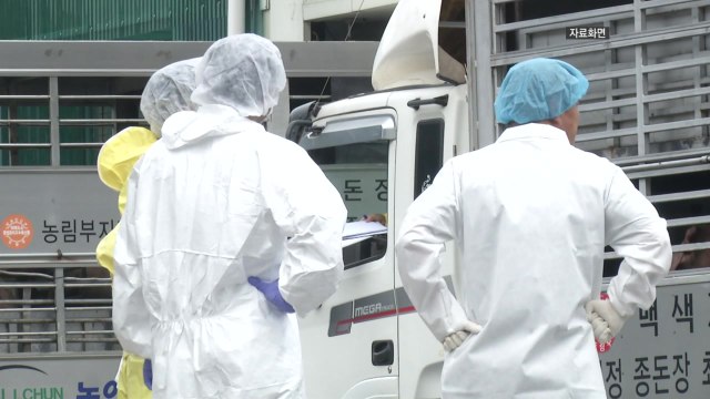 [경북] 아프리카돼지열병 차단 긴급 방역 대책 추진 / YTN