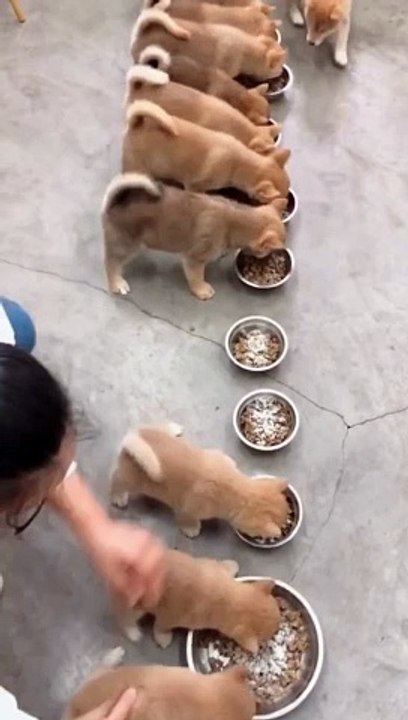 Dogs Family 