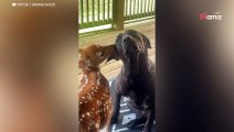 Vrouw betrapt schattig reekalfje dat het hart van haar hond steelt (video)