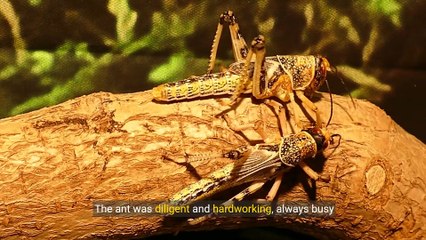 The Ant and the Grasshopper