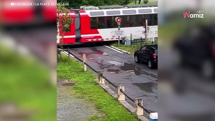 Bewoner ziet wolf op straat lopen: hij houd zijn adem in wanneer hij een trein ziet aankomen