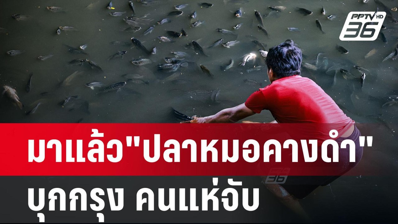 มาแล้ว"ปลาหมอคางดำ"บุกกรุง คนแห่จับ | เข้มข่าวค...