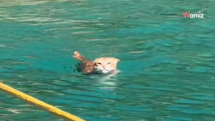 Kot widzi, że jego opiekunowie odpływają i postanawia zrobić coś niesamowitego (video)