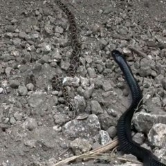 snake Vs snake