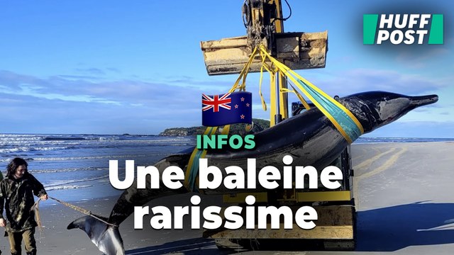 En Nouvelle-Zélande, une très rare baleine à bec de Travers découverte sur la plage