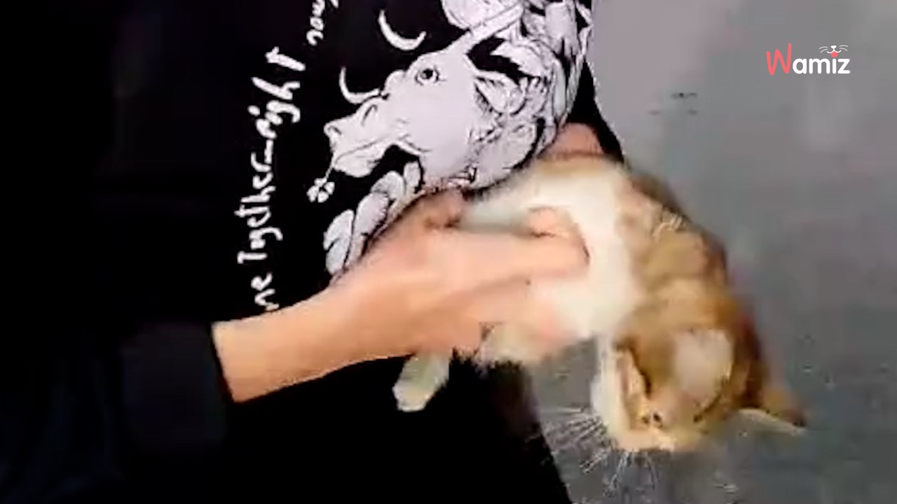 Spektakulärer Zwischenfall mitten auf der Autobahn in der Türkei!