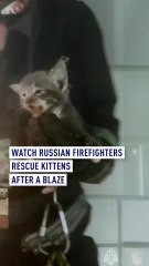 Watch Russian firefighters rescue kittens after a blaze