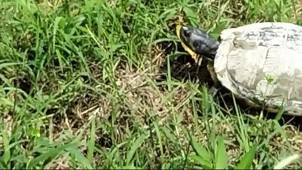 Fiume Po, pescatore immortala rara tartaruga palustre europea: «Specie rara e minacciata»