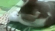 Funny cats