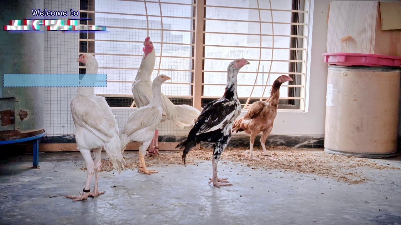Aseel Chickens  Strength, Beauty, and Tradition|| Aseel Poultry Breeding and Care Tips"