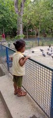 Indian Kid playing with Pigeons