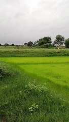 Paddy saplings Birds  voices