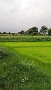 Paddy saplings Birds voices