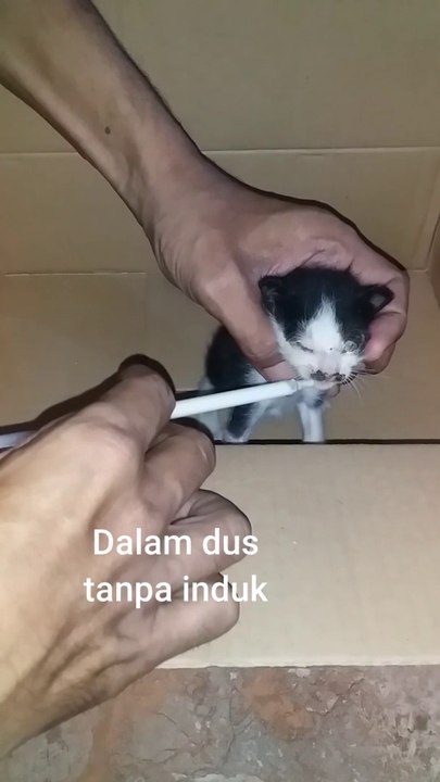 Kittens thrown away